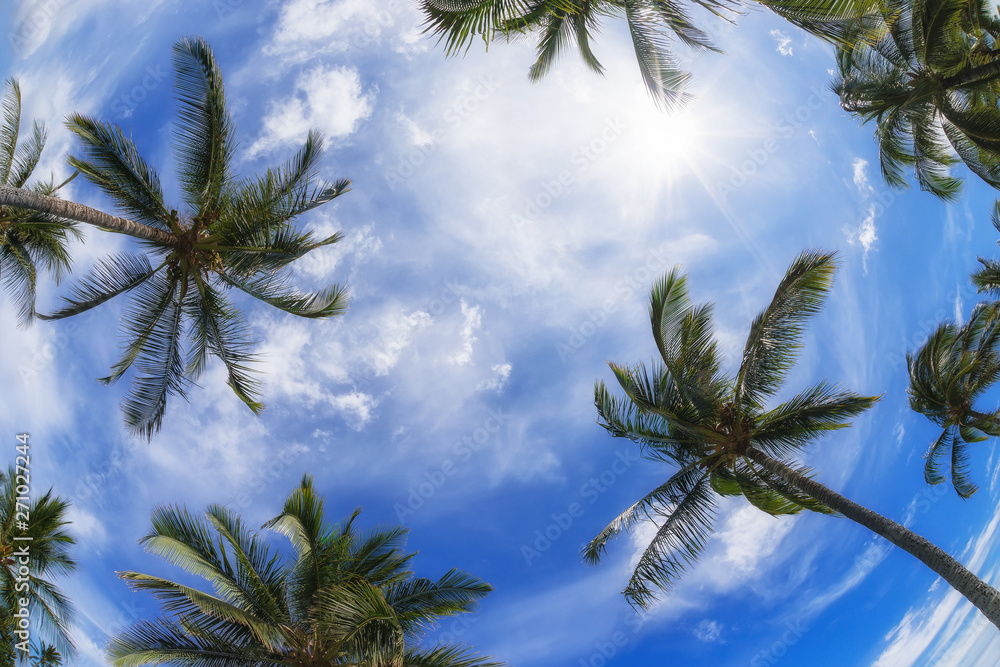 Fototapeta Palm tree tops against blue sky and white clouds on a sunny day