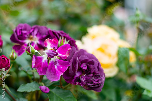 flowers in the garden