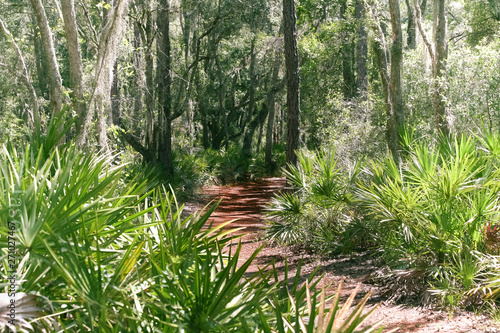 Forest Path