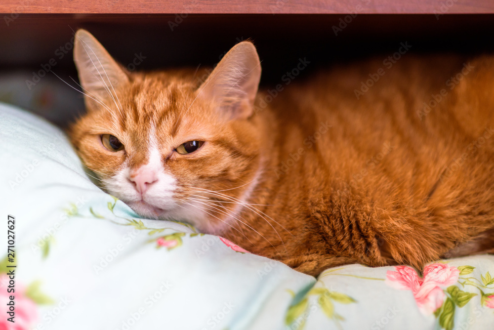 Red cat lying on a shelf in the closet on a blanket.