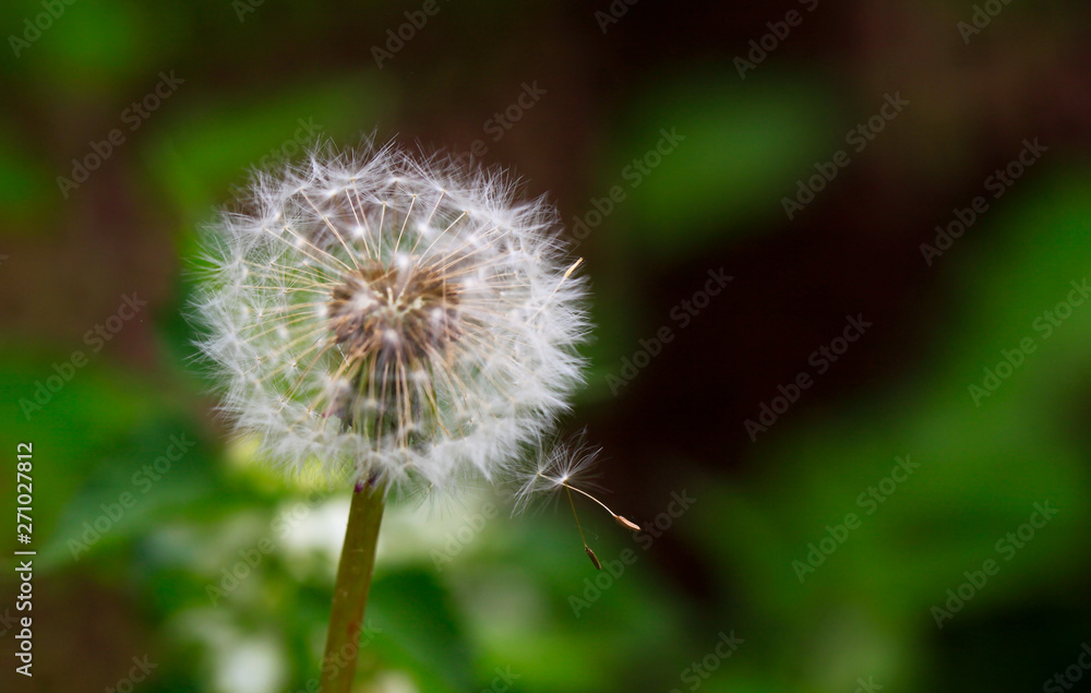 art photo of dandelion seeds close up on natural blurred background