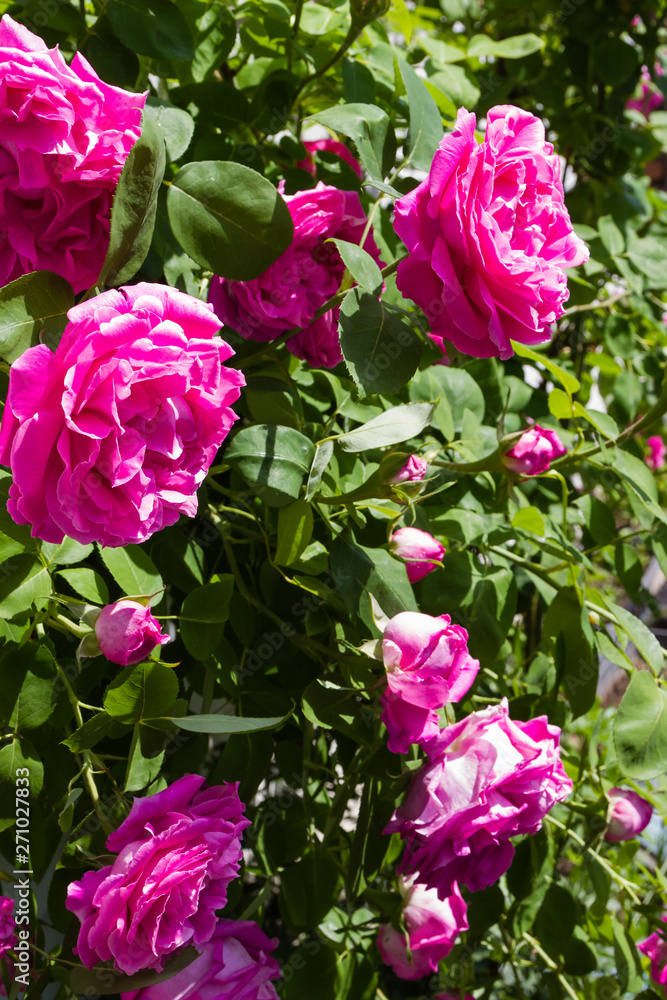 large tea rose flowers