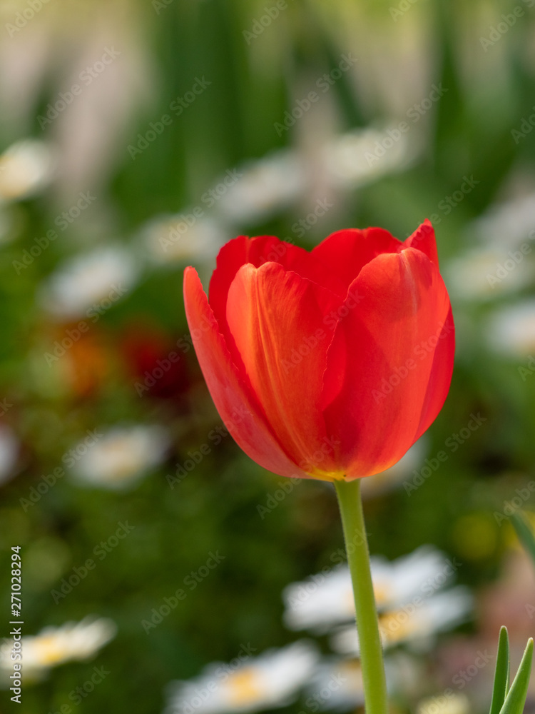 Close up of Red Tulip