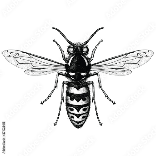 Illustration of a Common Wasp / Yellow Jacket (Vespula Vulgaris) © iadaart