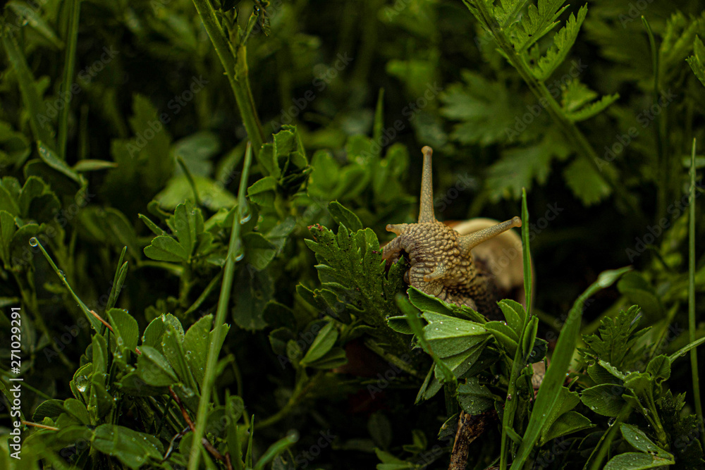 Obraz premium Close up shot of snail , large snail in natural habitat , Helix pomatia