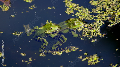 A pair of green frogs