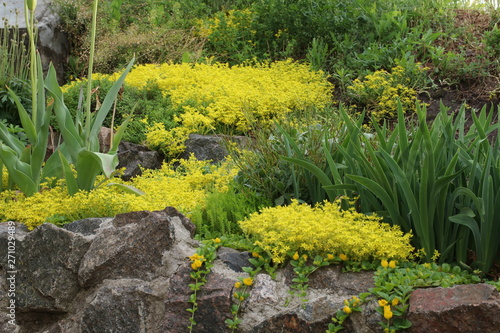 Tableau sur toile Goldmoss stonecrop on the flowerbed