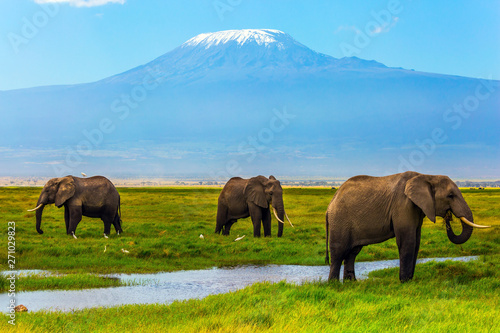 Photo African elephants at Mount Kilimanjaro