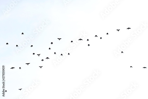 the pack of black birds flies in the sky. bottom view