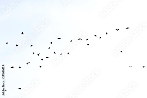 Photos the pack of black birds flies in the sky. bottom view