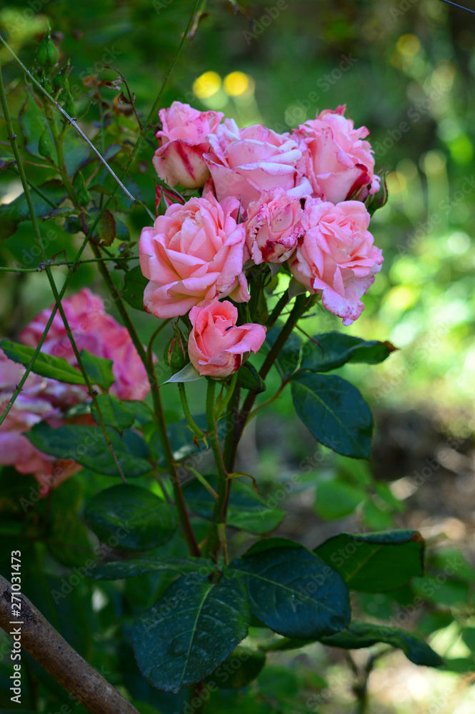 Close-up of a Beautiful Pink Rose Branch, Nature, Macro