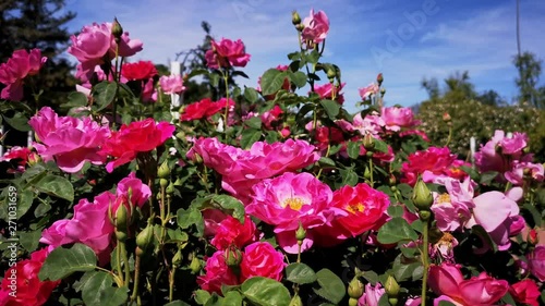 Wallpaper Mural Close up shot of beautiful rose blossom in a garden Torontodigital.ca
