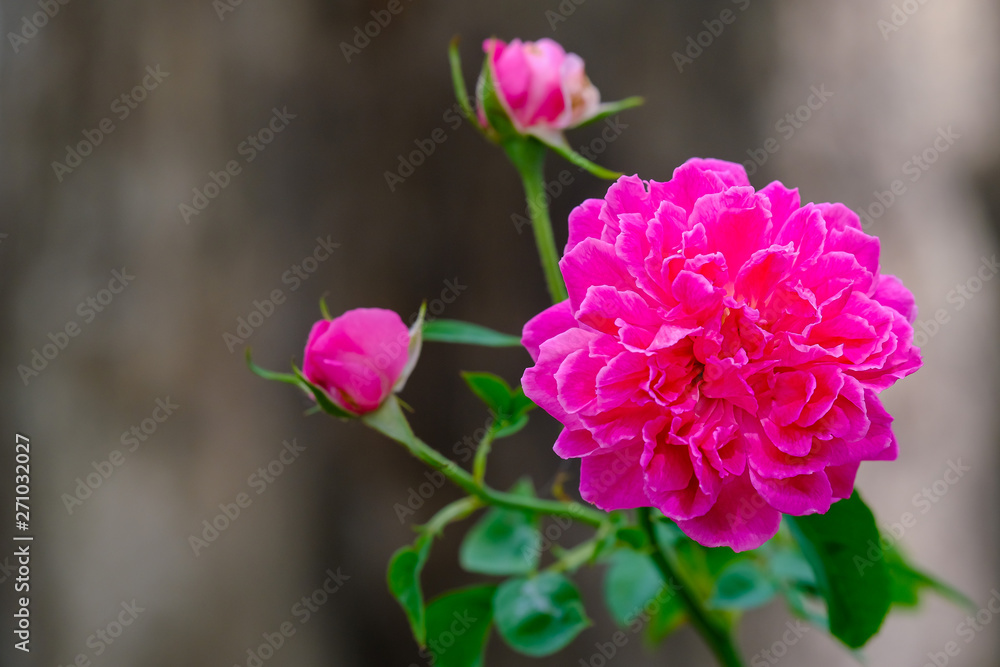 Blooming pink rose on blurred background beautiful rose Blooming pink rose on blurred background beautiful rose