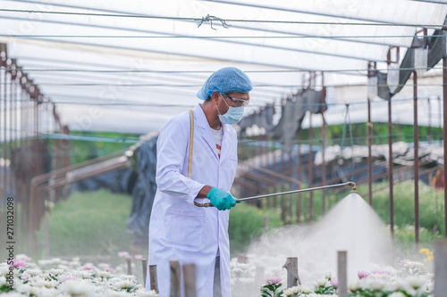 Male researchers inject fertilizer into chrysanthemum experiment plots