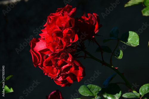 Close-up of a Beautiful Red Rose, Nature, Macro