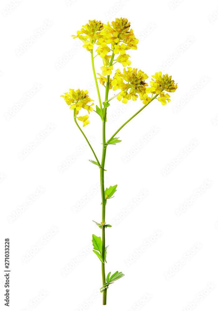 Barbarea vulgaris, also called bittercress flower isolated on white background