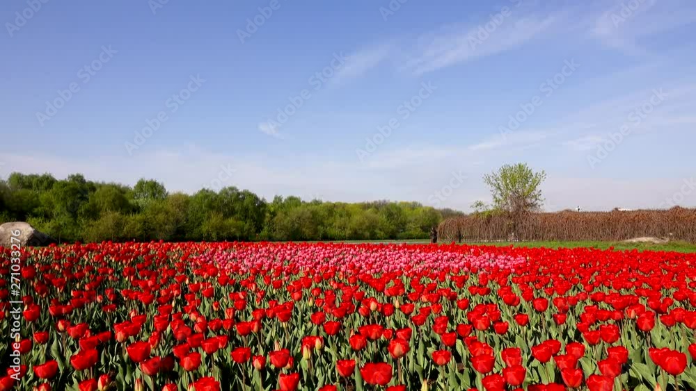 Beautiful flowerbed with red tulips, Holland Beautiful flowerbed with red tulips, Holland