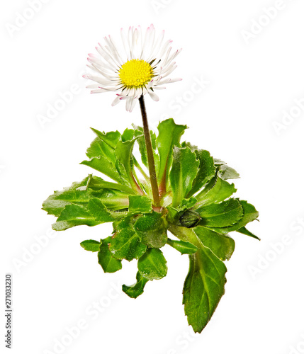 Bellis perennis flowers on white background. Macro shot of spring flowers. photo