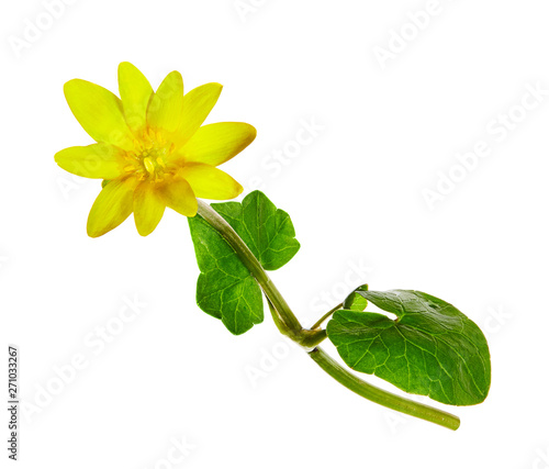 Ficaria verna known as lesser celandine or pilewort spring flowers isolated on white background. photo