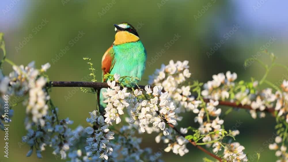 beautiful colored bird sitting on a branch among the flowers of white acacia beautiful colored bird sitting on a branch among the flowers of white acacia