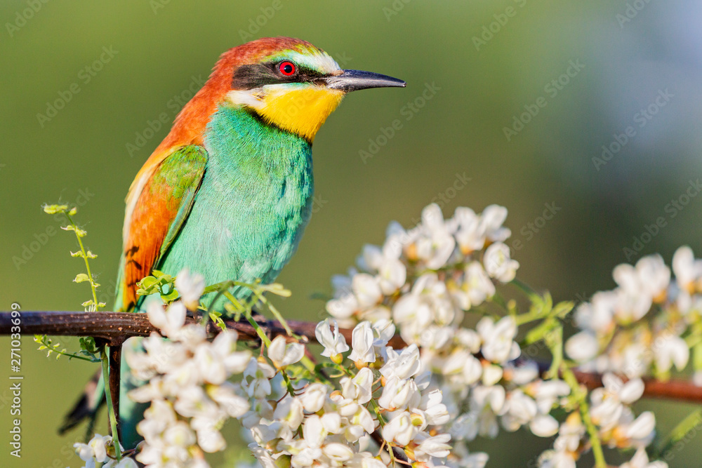 Obraz premium bee-eater sits on a branch among the flowers of acacia