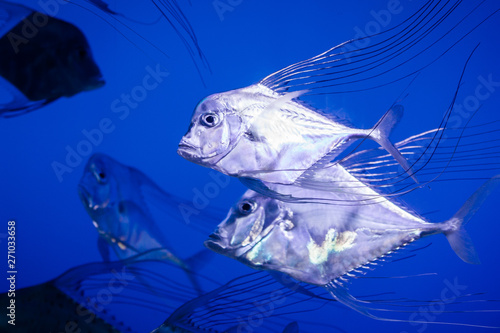 Photography Diamond Trevally Fish