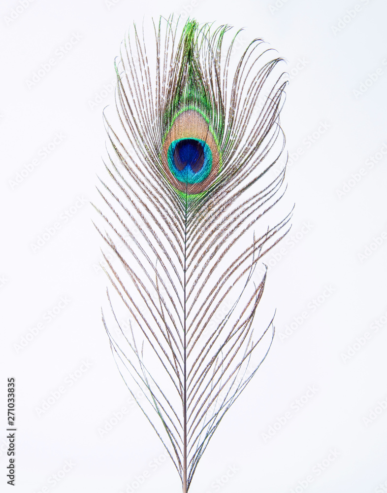 Fototapeta premium peacock's feather