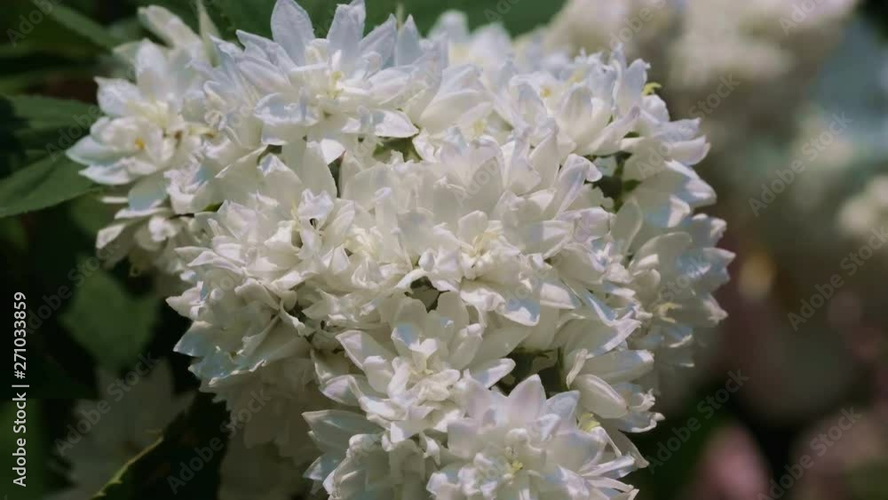 White fragrant wild cherry plant blooms in large clusters on a sunny summer day in the garden close-up White fragrant wild cherry plant blooms in large clusters on a sunny summer day in the garden close-up
