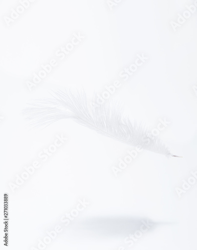 Fototapeta Naklejka Na Ścianę i Meble -  white feather