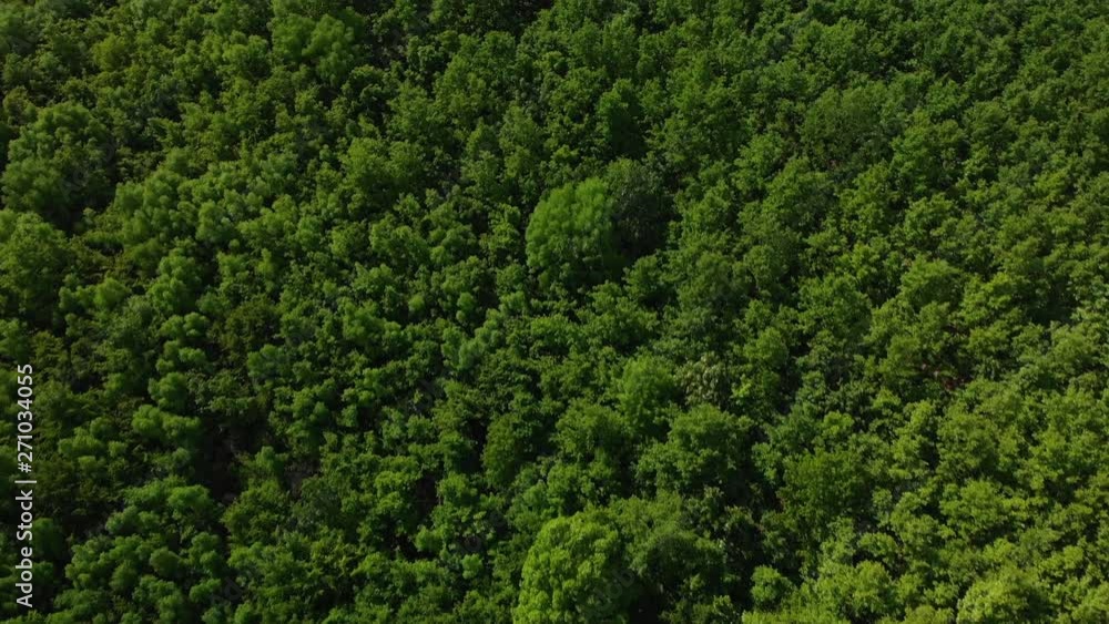Aerial of oak forest Aerial of oak forest