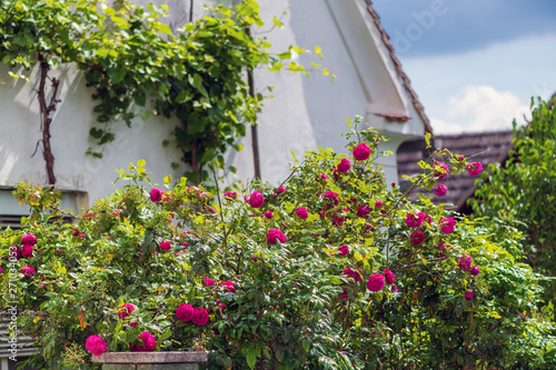 H  bscher pinkroter Rosenbusch vor einem alten Bauernhaus