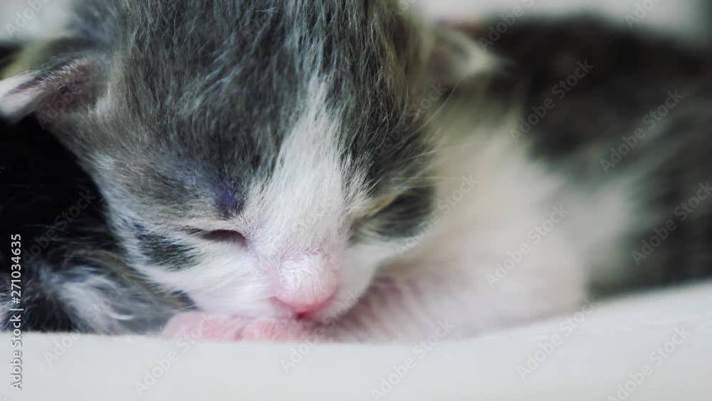 funny video two cute newborn kittens sleep teamwork on the bed. pets concept pets concept. little cats striped lifestyle sleep on a friendship and love white background funny video two cute newborn kittens sleep teamwork on the bed. pets concept pets concept. little cats striped lifestyle sleep on a friendship and love white background