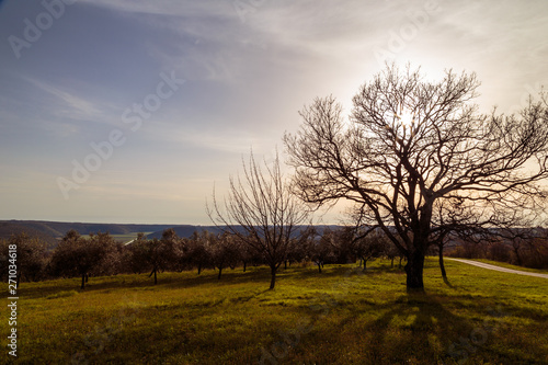 Olive trees in the croatian countryside