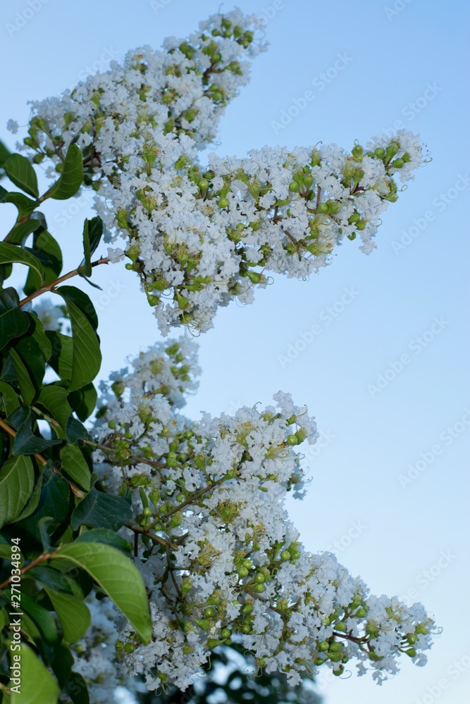 White blossoms flowering on a Crepe Myrtle tree (Lagerstroemia indica) at the end of Spring in Houston, TX.