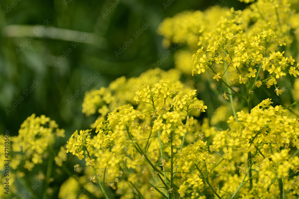 Small yellow wild flowers on a sunny summer day close up Small yellow wild flowers on a sunny summer day close up