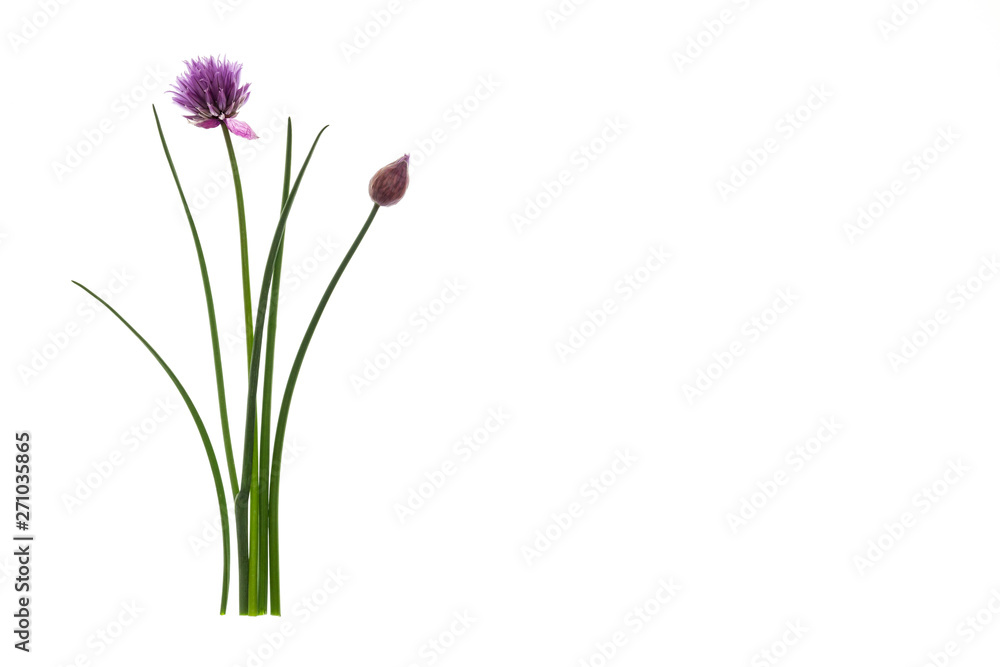 chive stalks and flowers isolated on white background with copy space on right - obrazy, fototapety, plakaty 