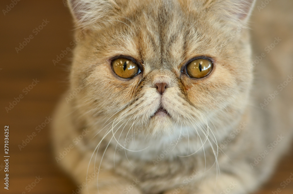 Exotic Shorthair Cat with wide eyes sitting on a wooden table looking into camera giving funny expressions Exotic Shorthair Cat with wide eyes sitting on a wooden table looking into camera giving funny expressions