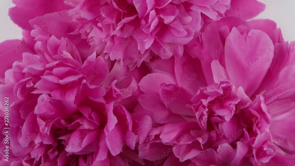 Bright lush pink peonies, floral background Bright lush pink peonies, floral background