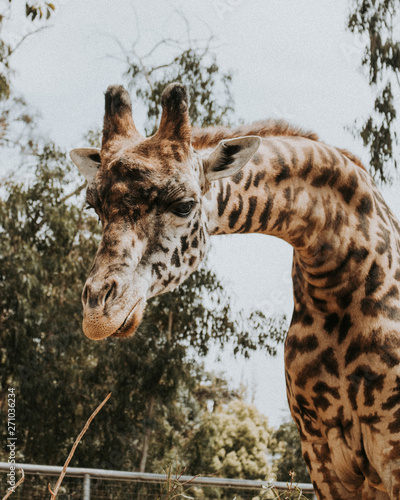 Photography giraffe