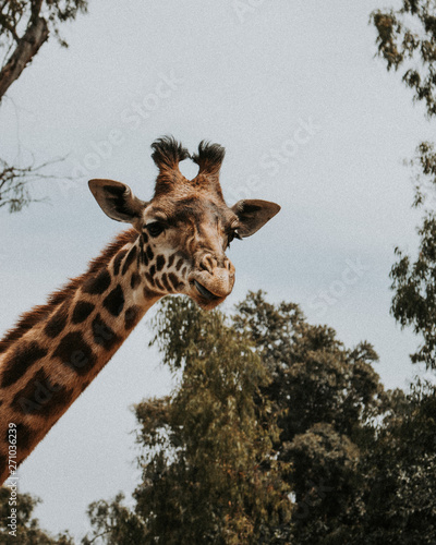 Fototapeta Naklejka Na Ścianę i Meble -  giraffes