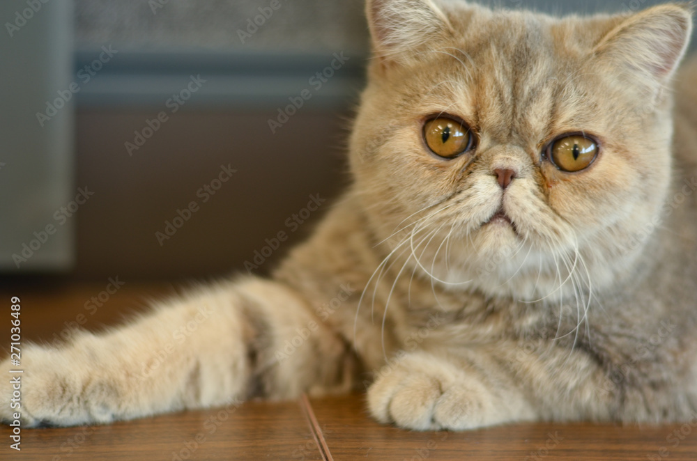 Exotic Shorthair Cat with wide eyes sitting on a wooden table looking into camera giving funny expressions