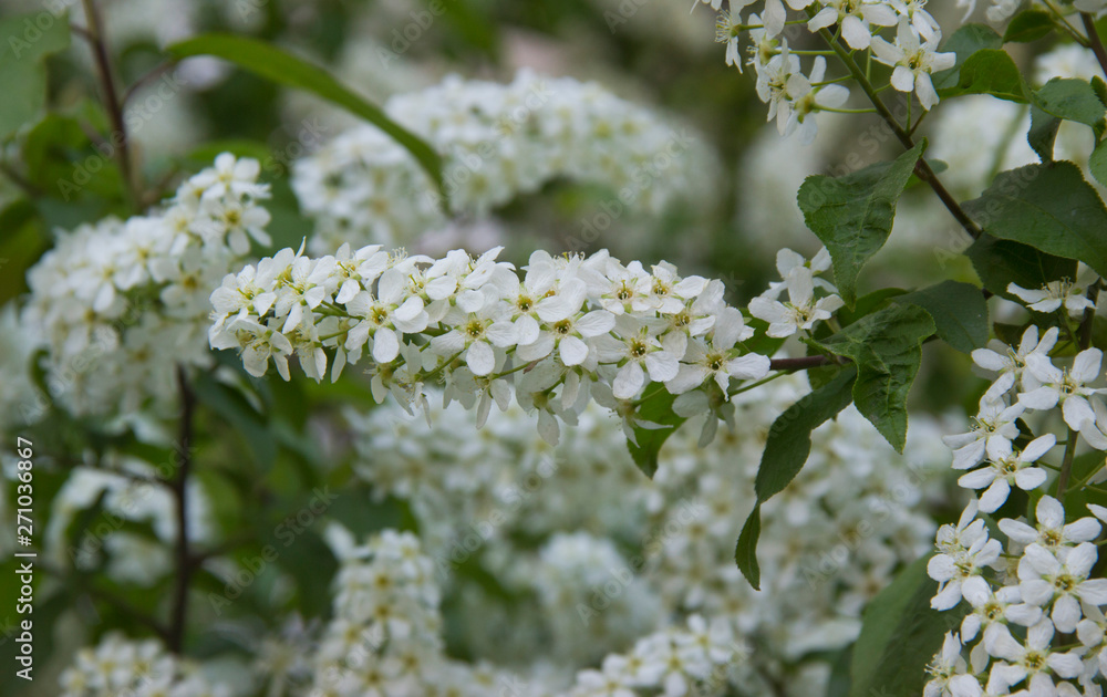 Prunus padus species of small trees of the genus Prunus in the family Rosaceae. Prunus padus branch with white flowers. Prunus padus species of small trees of the genus Prunus in the family Rosaceae. Prunus padus branch with white flowers.