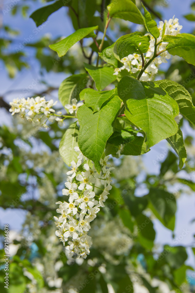 Prunus padus species of small trees of the genus Prunus in the family Rosaceae. Prunus padus branch with white flowers. Prunus padus species of small trees of the genus Prunus in the family Rosaceae. Prunus padus branch with white flowers.