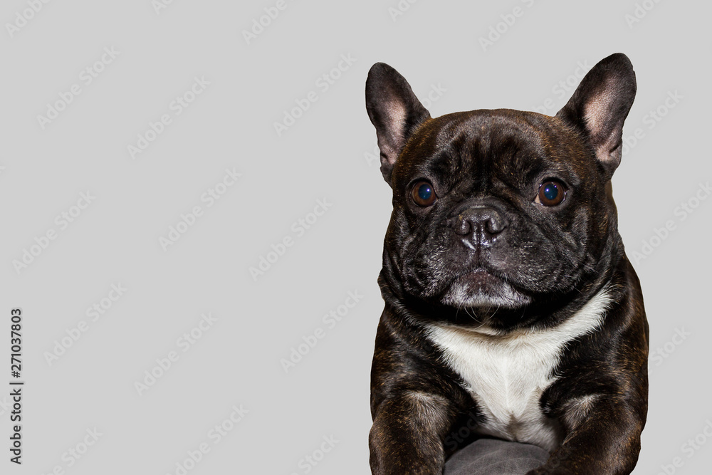 Sad black french bulldog doggy on a grey background with a copy space for advertising and design. Cute animal and domestic pet and loyal friend. Devoted dog. Dog Food Advertising.