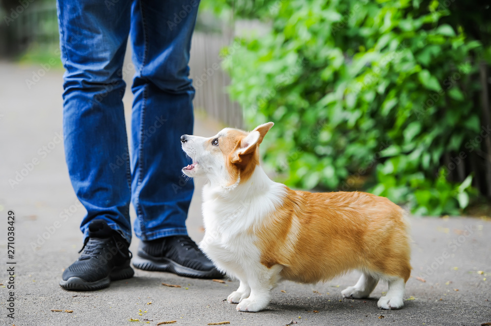 Friendship puppy with the owner. Closeup photo Friendship puppy with the owner. Closeup photo