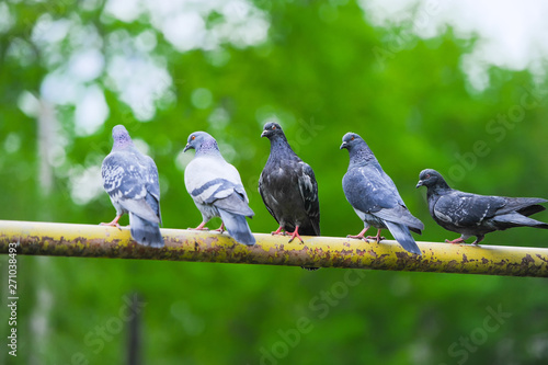 Five pigeon sitting on thick branch of tree