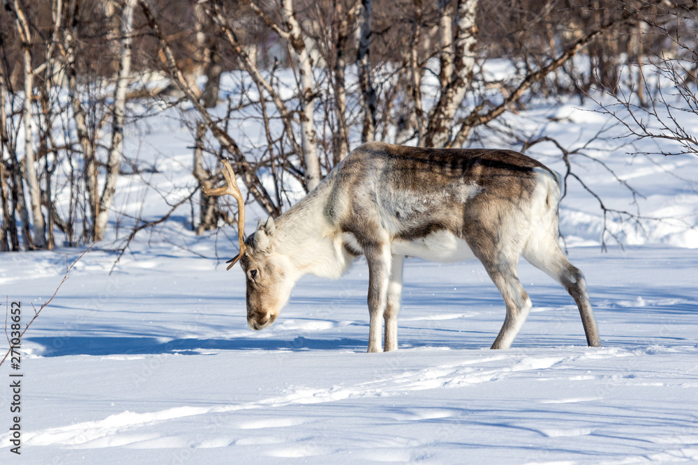 Naklejka premium Wild Reindeer