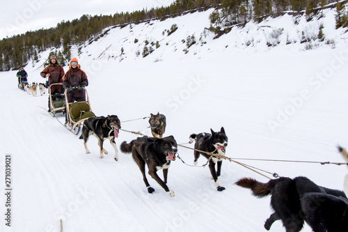 Dog Sledding