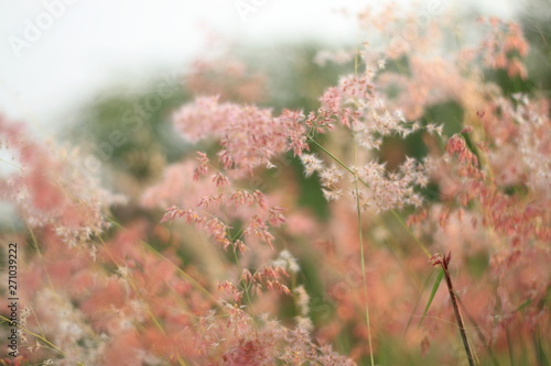 flowers in the field © Penpak