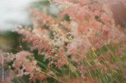 pink flowers in the field